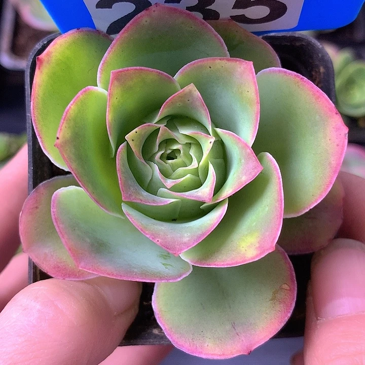 一物一拍星辰金凌235