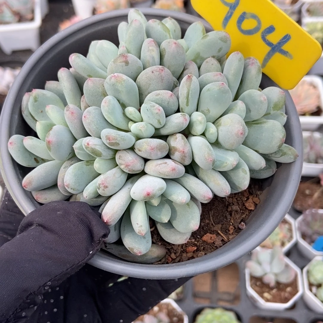 904 香香雪多肉植物