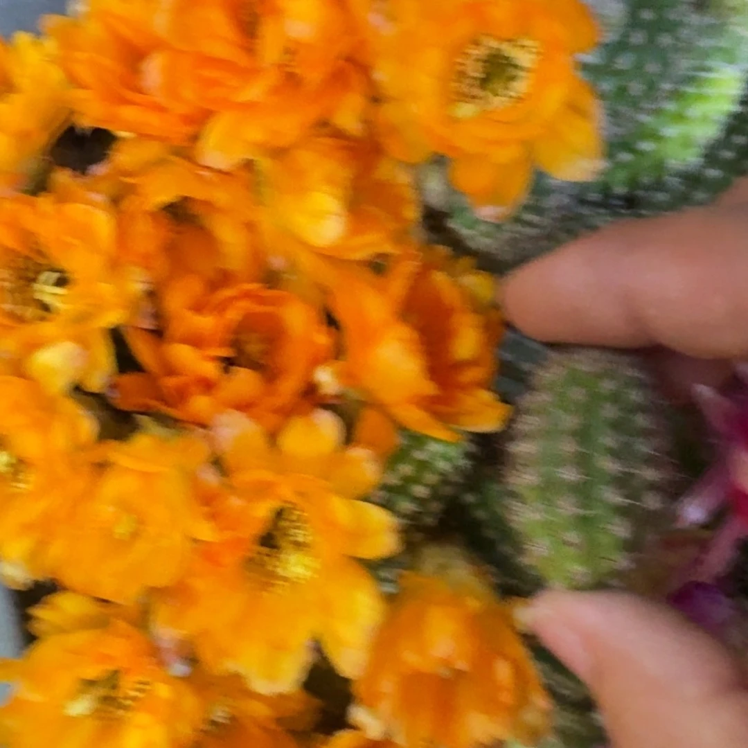 6白檀黄金3个无根侧牙小，20包邮