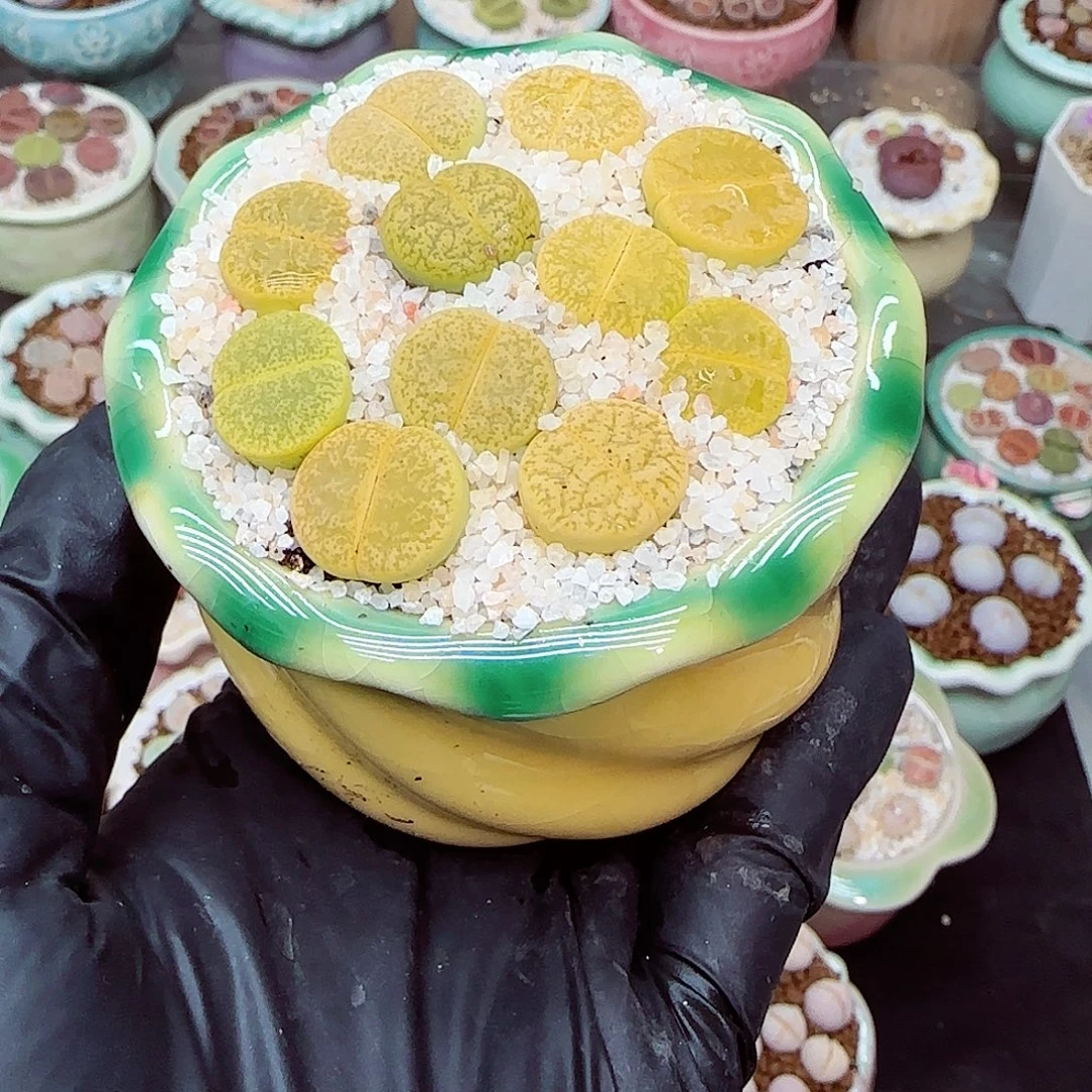 生石花满18包邮1206-165