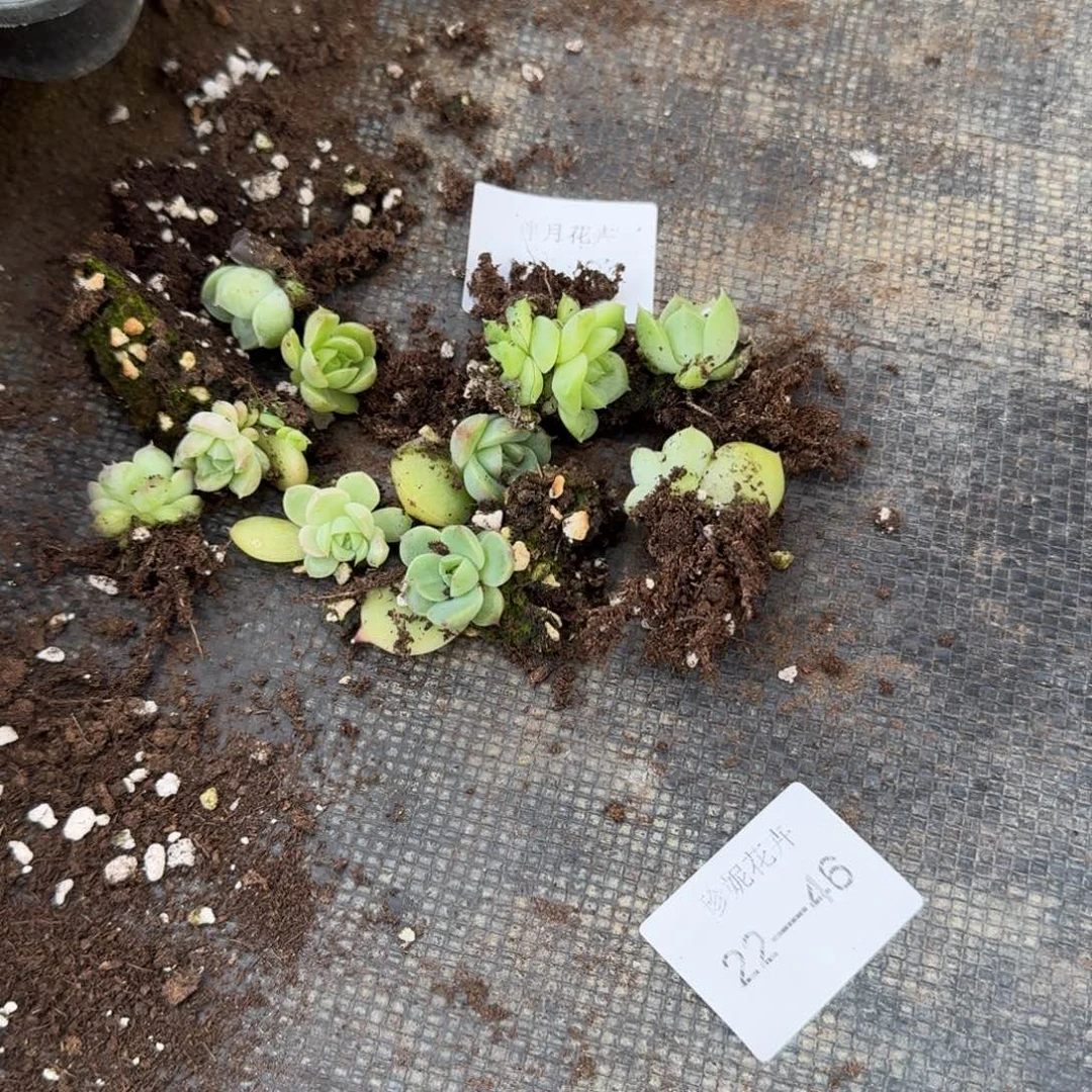 海王麦秆十棵量拍22-46