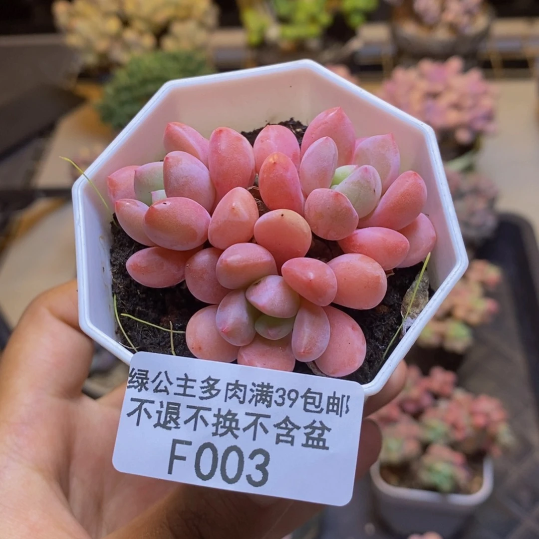 003粉桃花多肉6cm