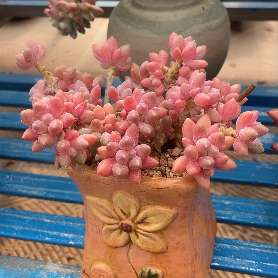 小丸子一物一拍星黛露