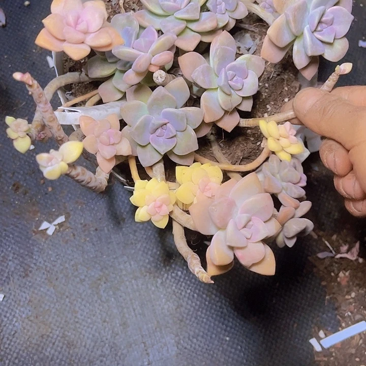 幸*星熬夜也有很多种理由呢这