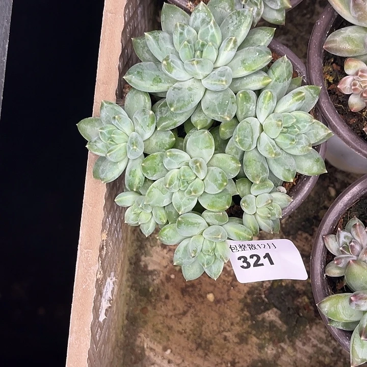 阿雅园艺。      321