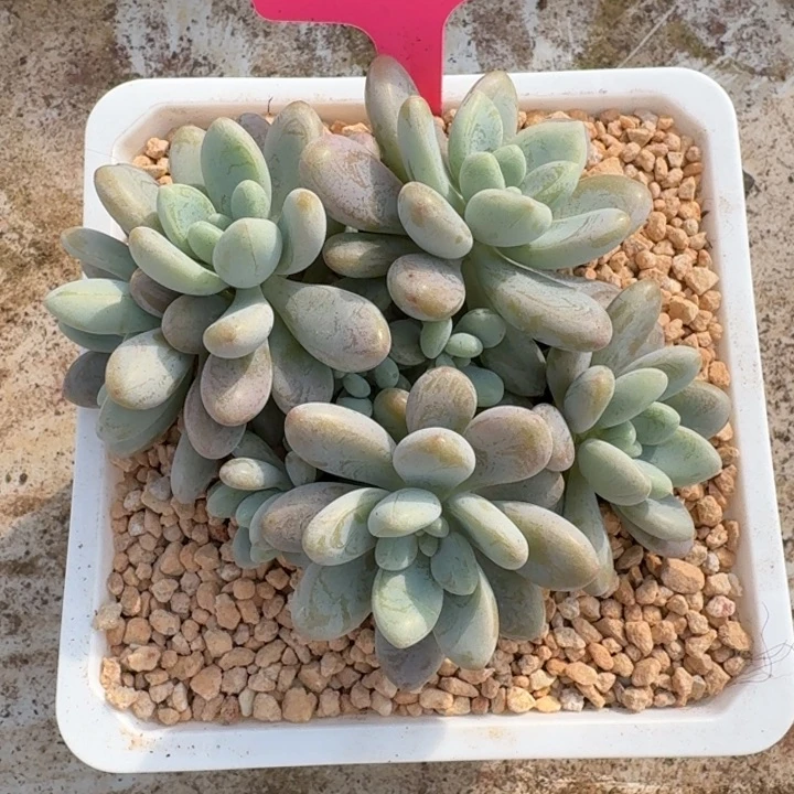 046海丽雅新号福利价