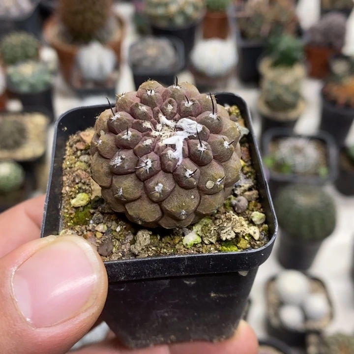 蜥蜴皮特价福利包邮