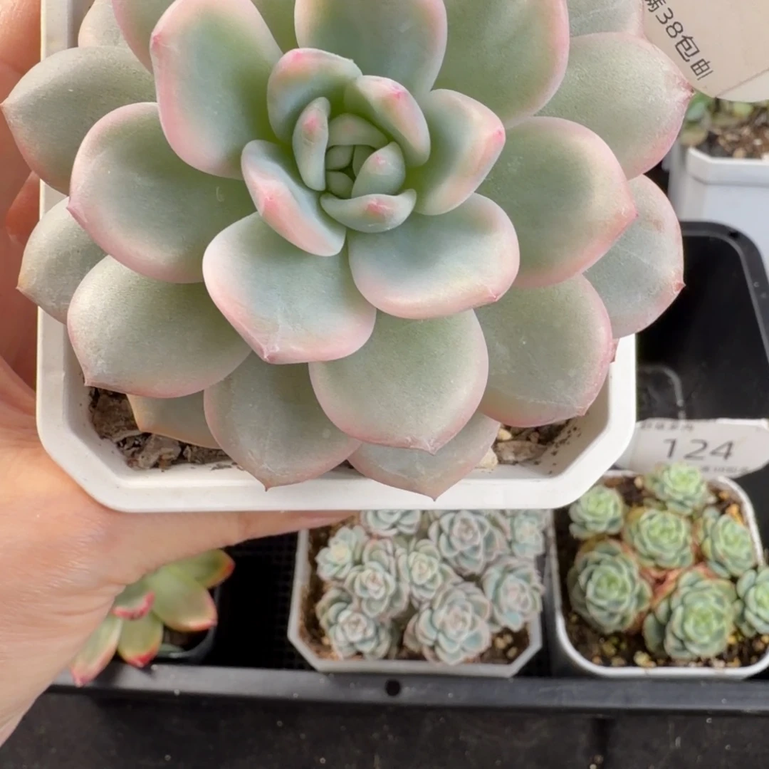 梦露宽锦单头127号