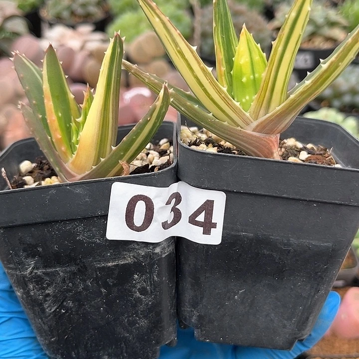 034 芦荟锦 带盆土