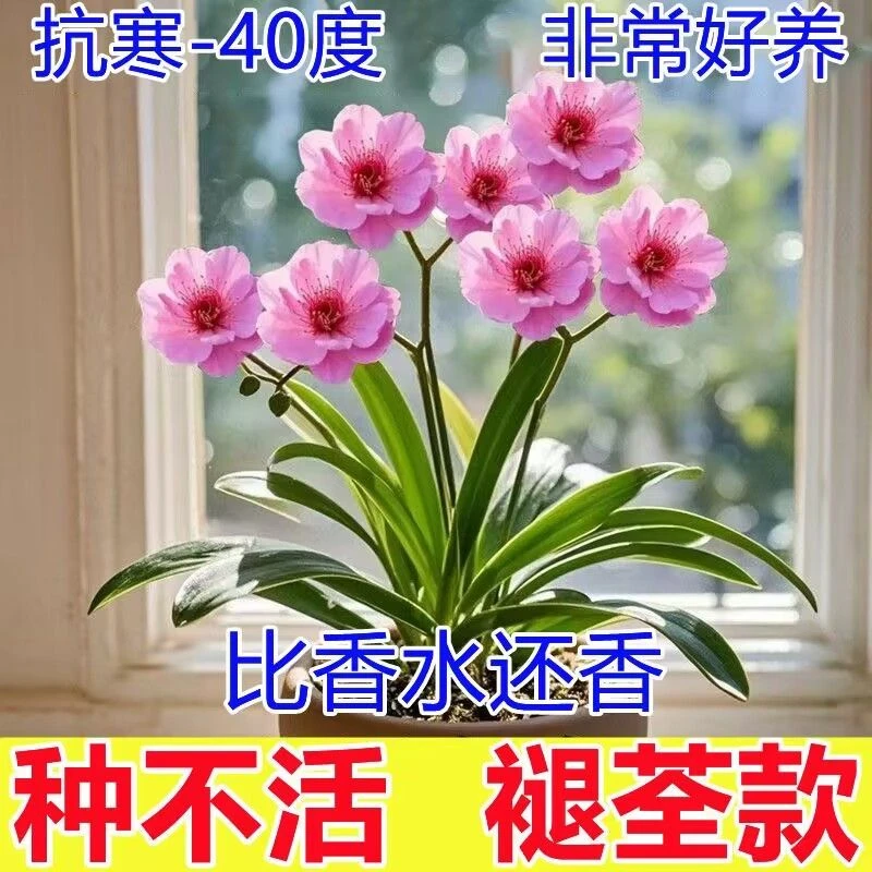 【十里飘香】懒人新品清香玉球根花卉盆栽四季开花大花卉大全耐寒