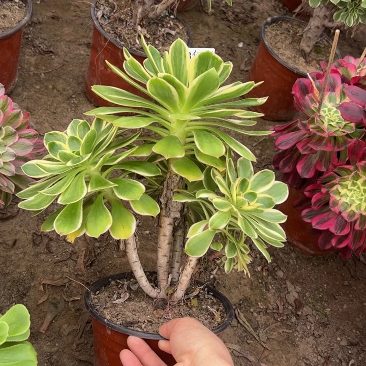 2844玫瑰锦多肉植物