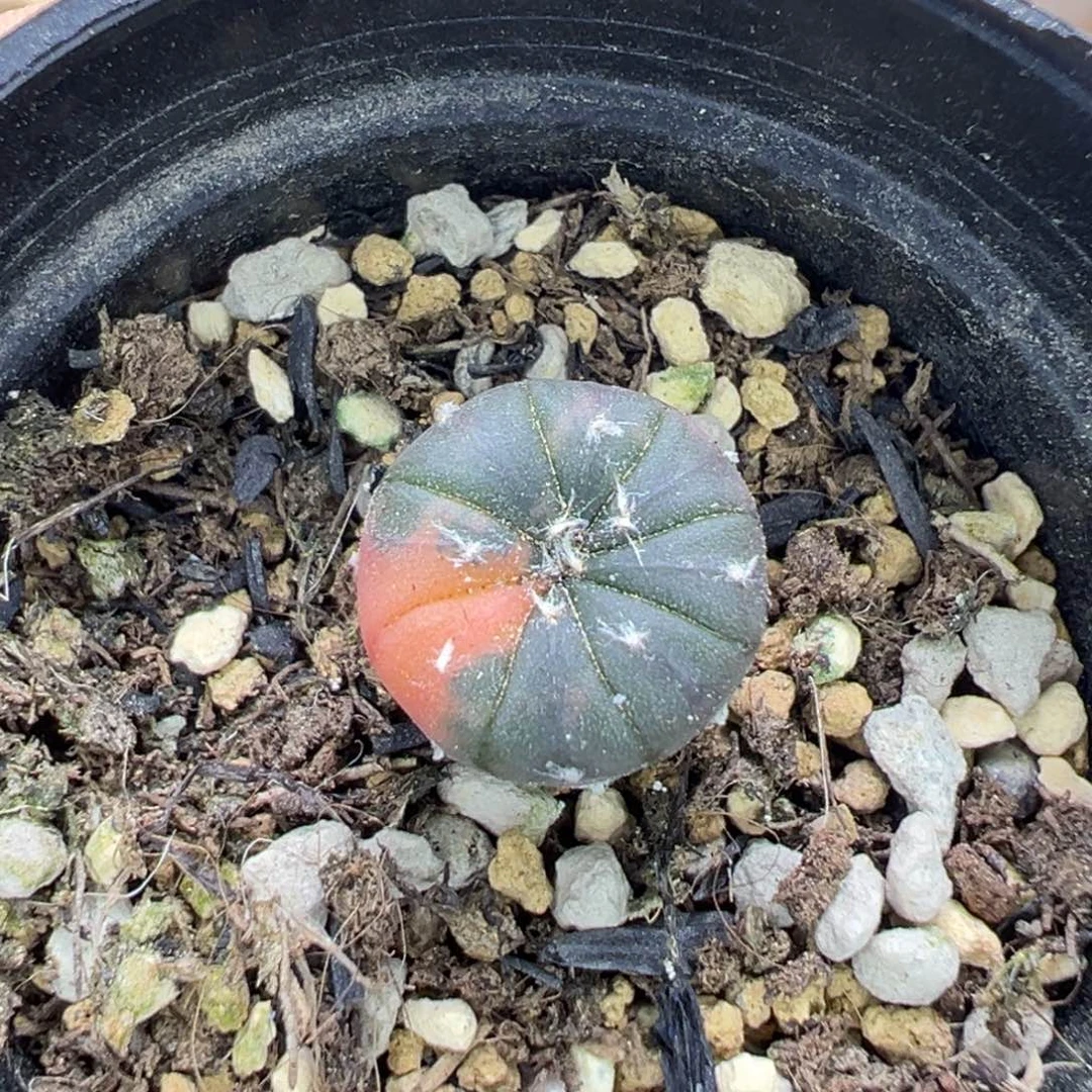 多肉植物134号兜锦