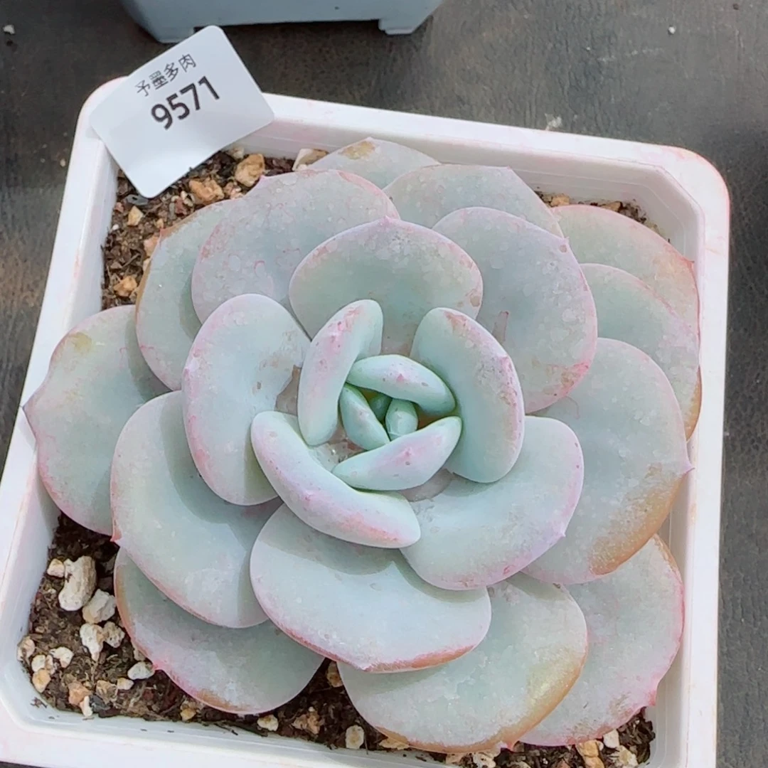 奶茶，9571多肉植物