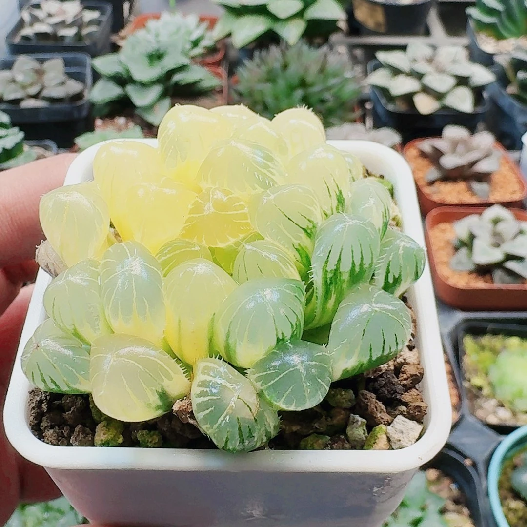 无花朵十二卷实生冰灯锦