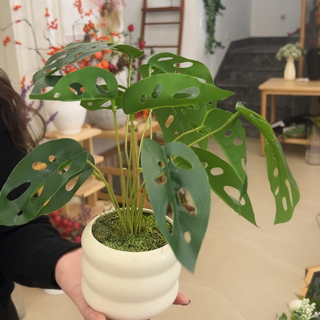 抖音直播小盆栽一个