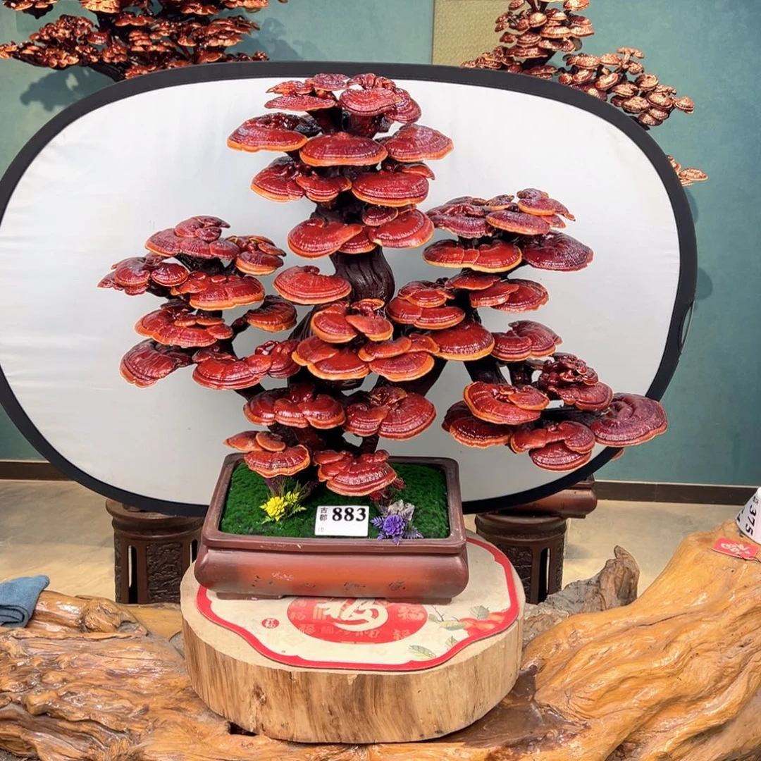 无花朵8888888888888