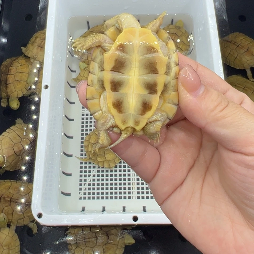 长***安绿毛龟母三黄小青龟