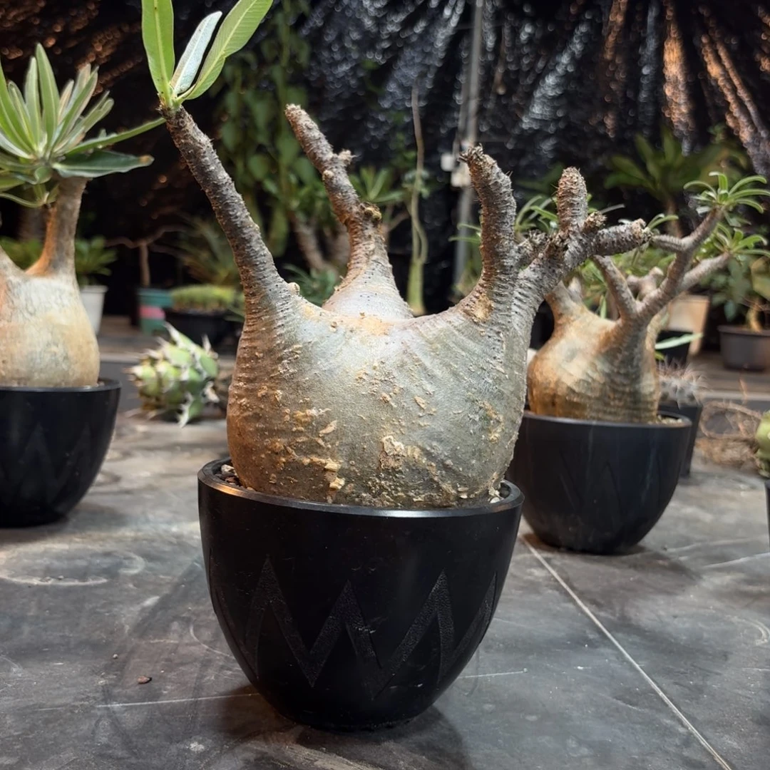 象牙宫266669666666666