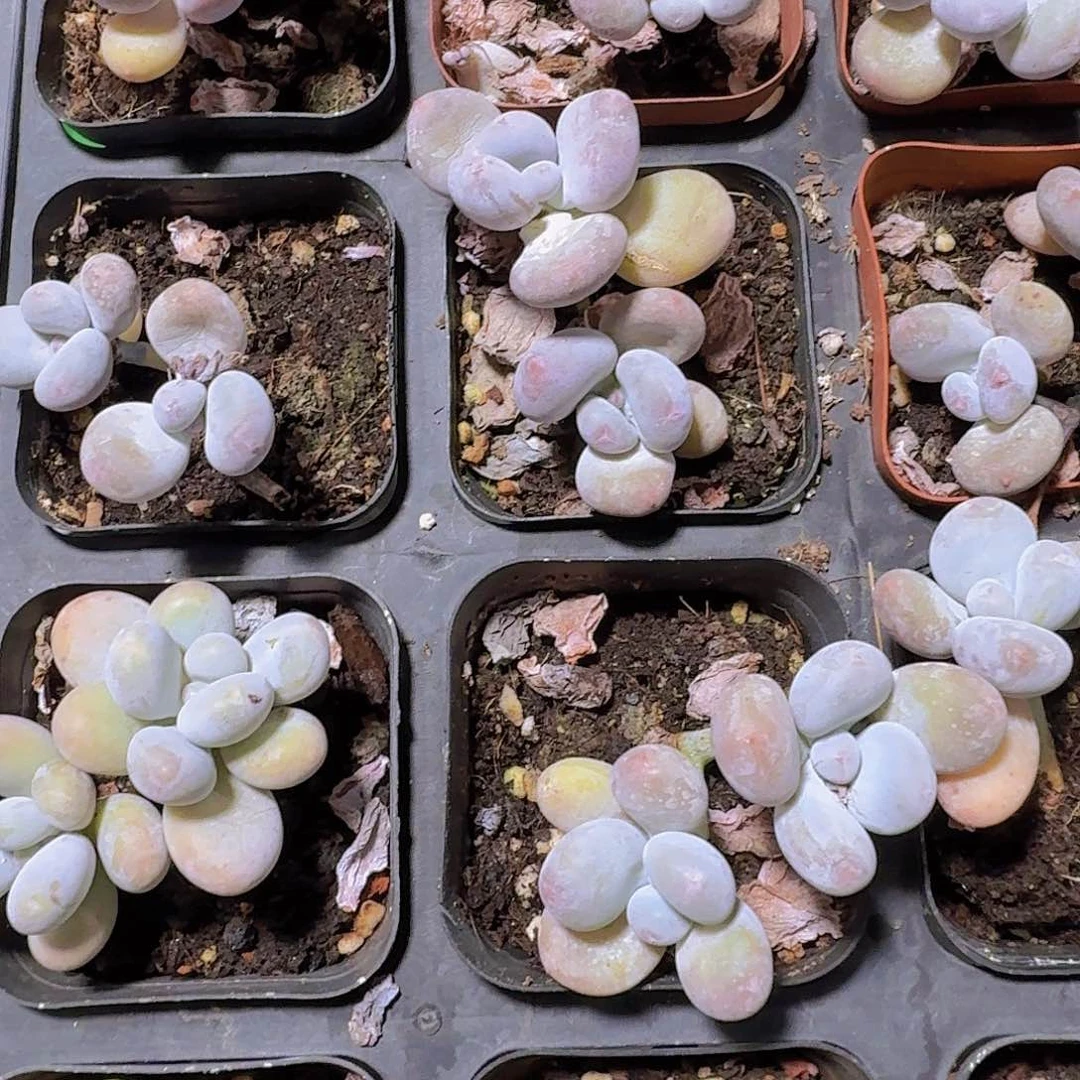 精品奶酪多肉植物