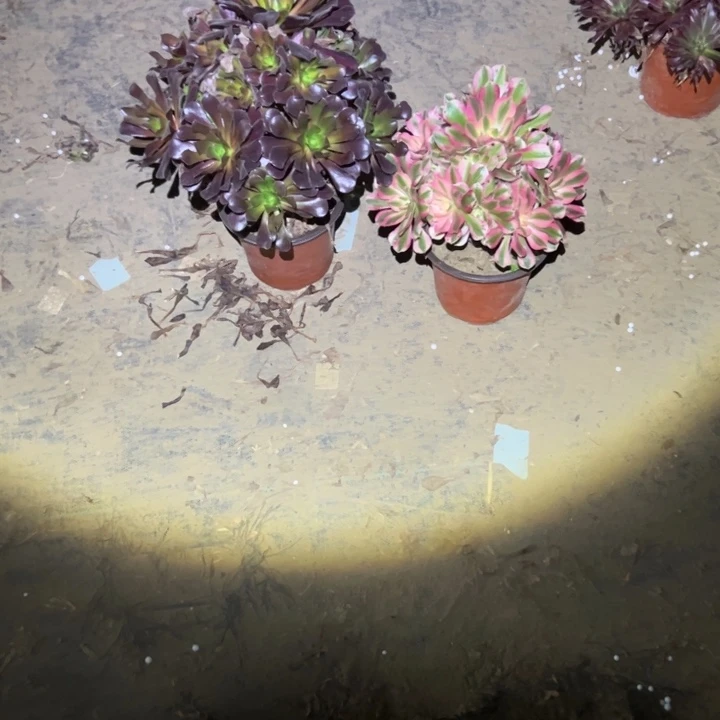 不包侧枝一物一拍23