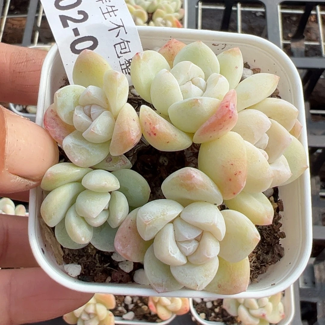 小卡拉米糖心一物一拍2-16