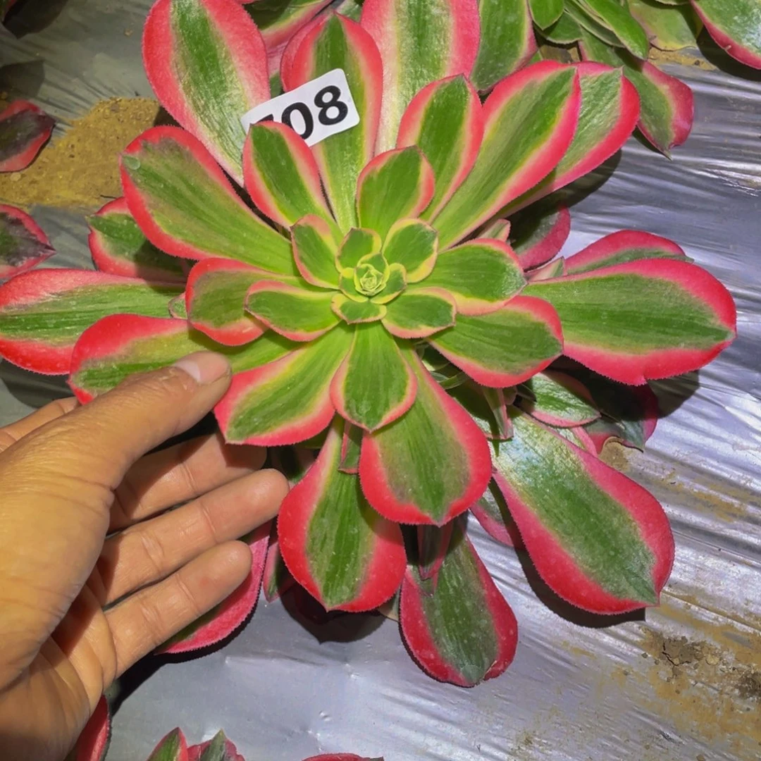 花样年华多肉植物708