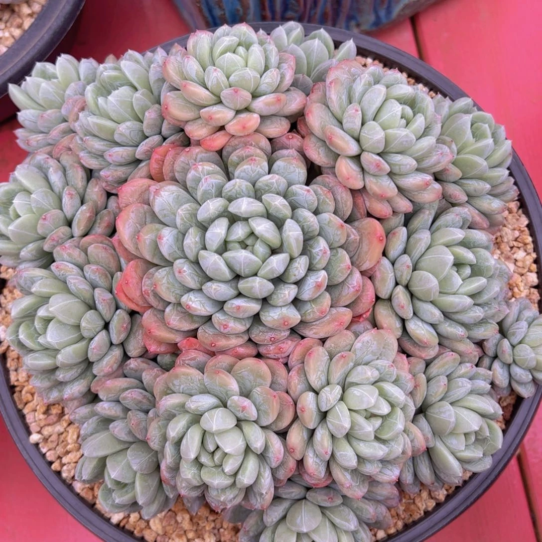 百达翡翠2222222222222