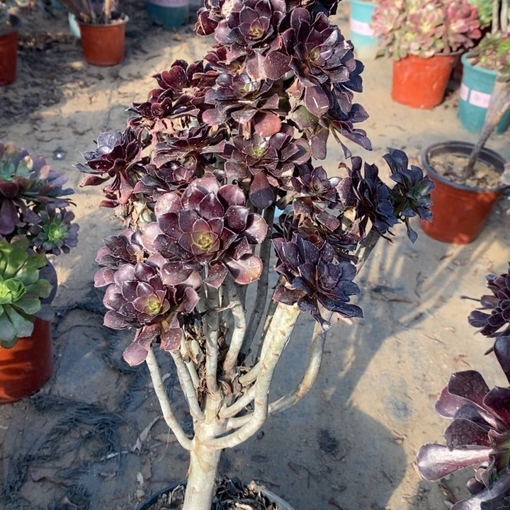 黑法6多肉植物法师法师