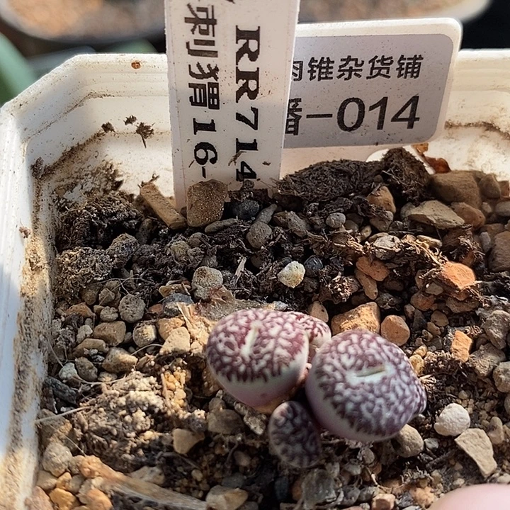 刺猬种源RR714墨5头群