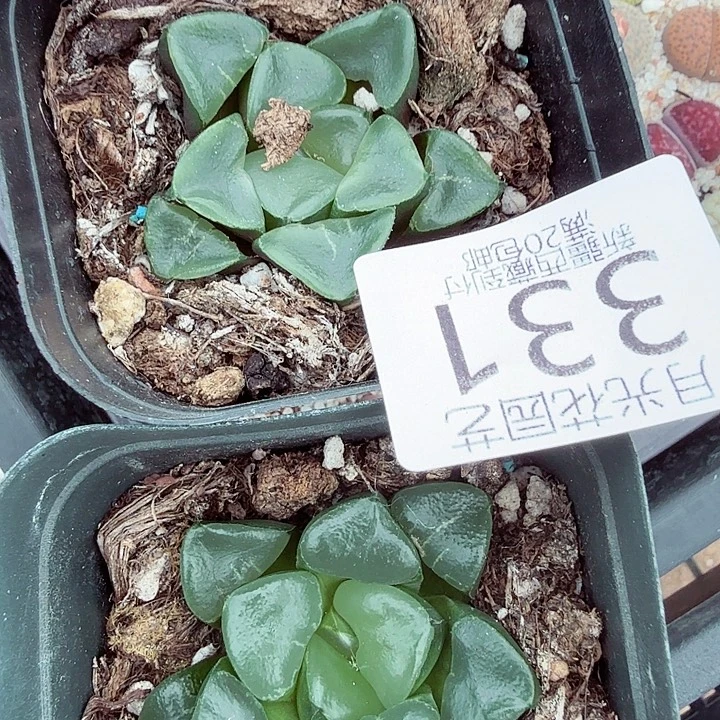 是一个不想被束缚而去331