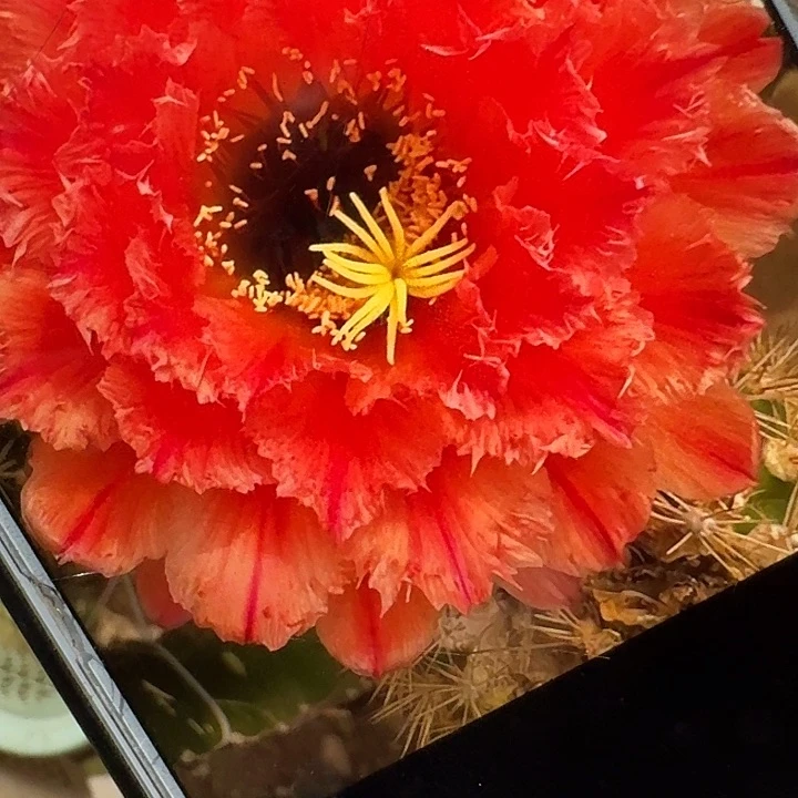 清1侧芽5公分毛花柱