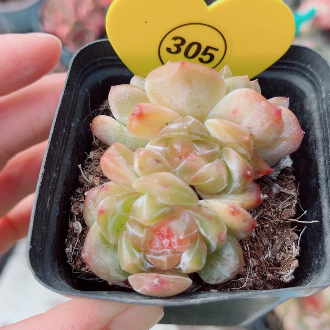 305号小老桩珍妮群