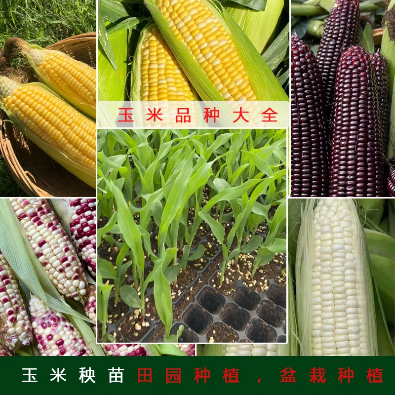 玉米苗水果玉米黑糯玉米白糯玉米彩玉米秧苗文玩玉米七彩琉璃玉米