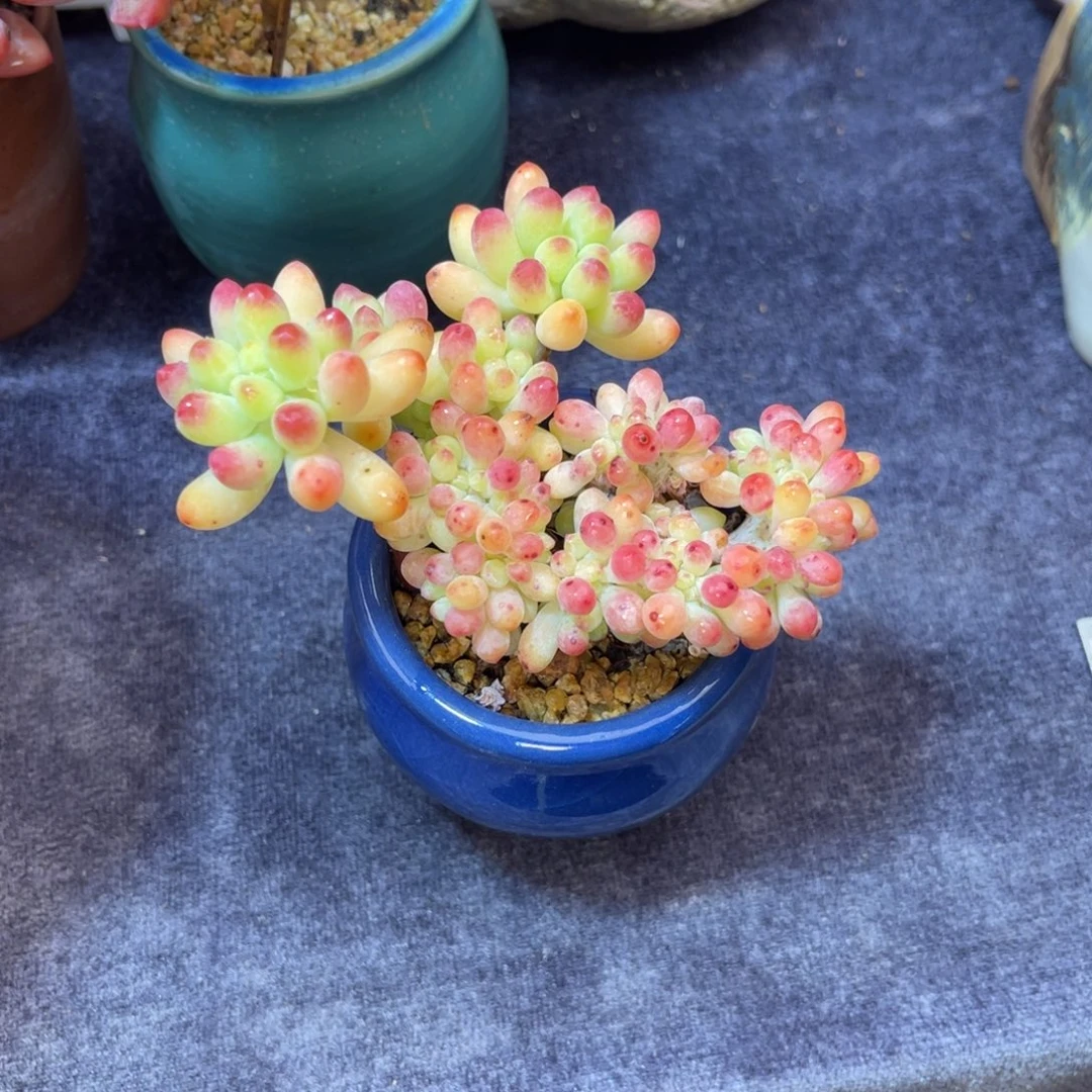 果冻乙女心 九公分 带盆