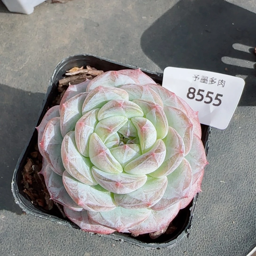 薰衣草，8555多肉植物
