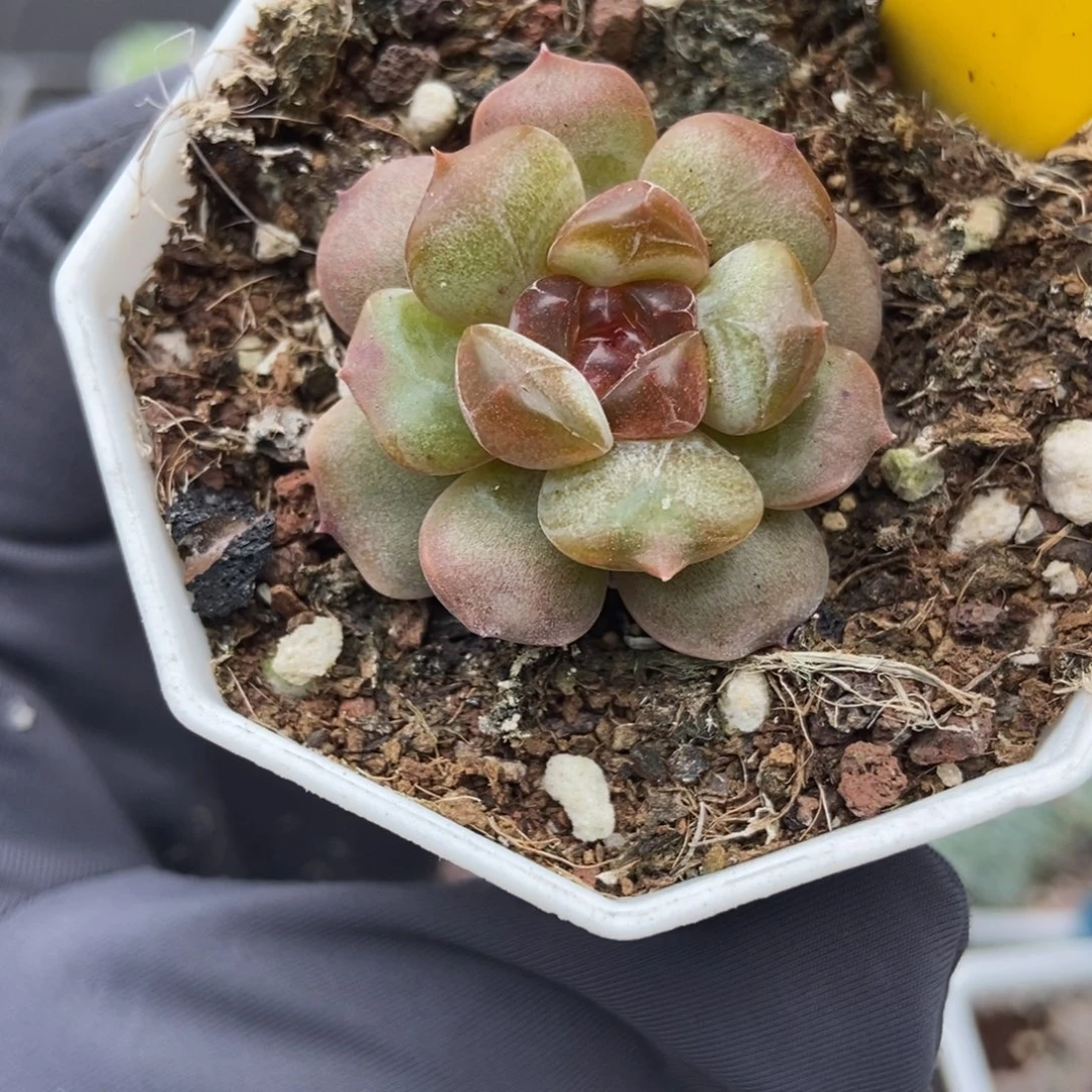 878红恋多肉植物多肉