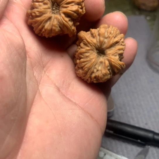 文玩核桃吊坠凹底丑南