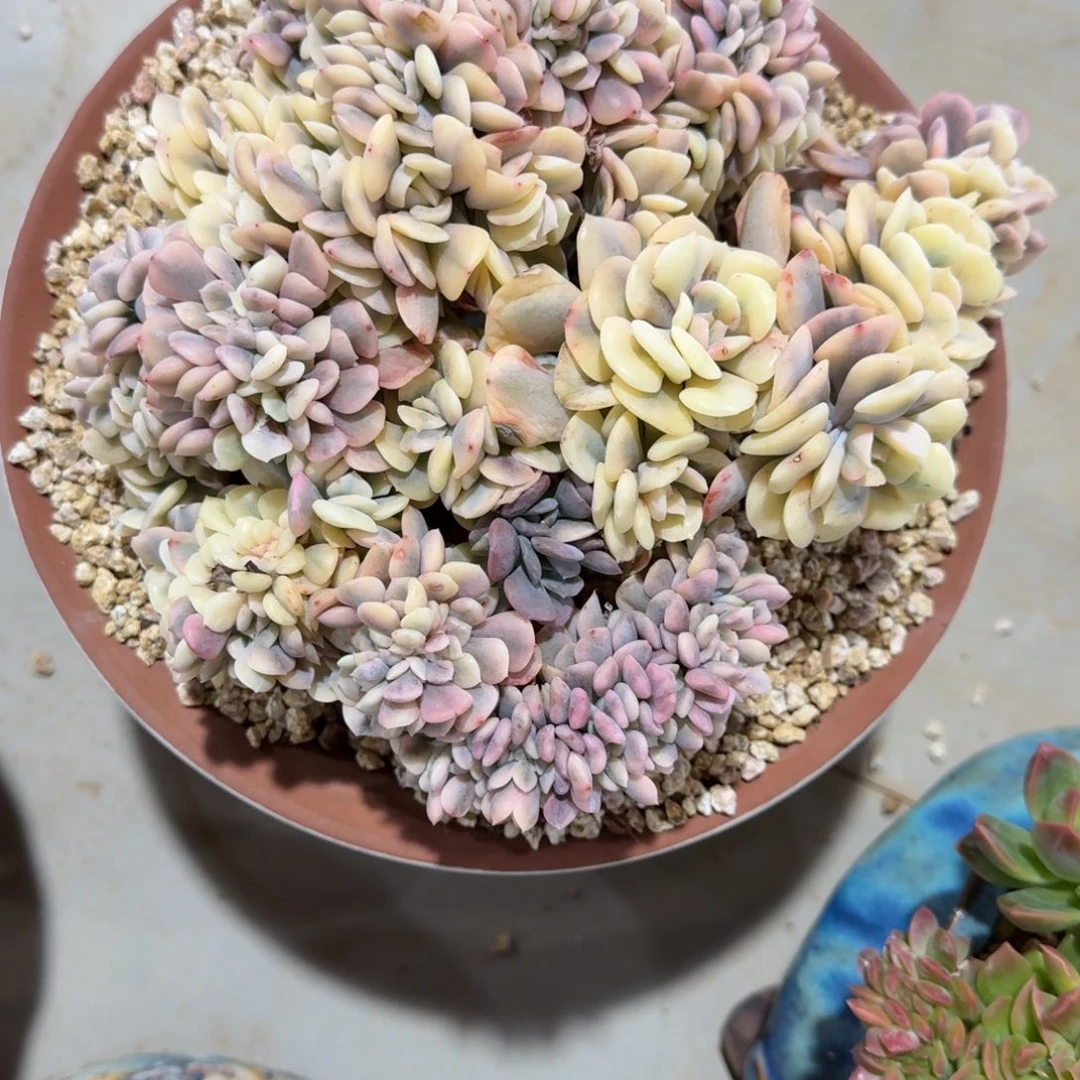 血精灵锦多肉植物