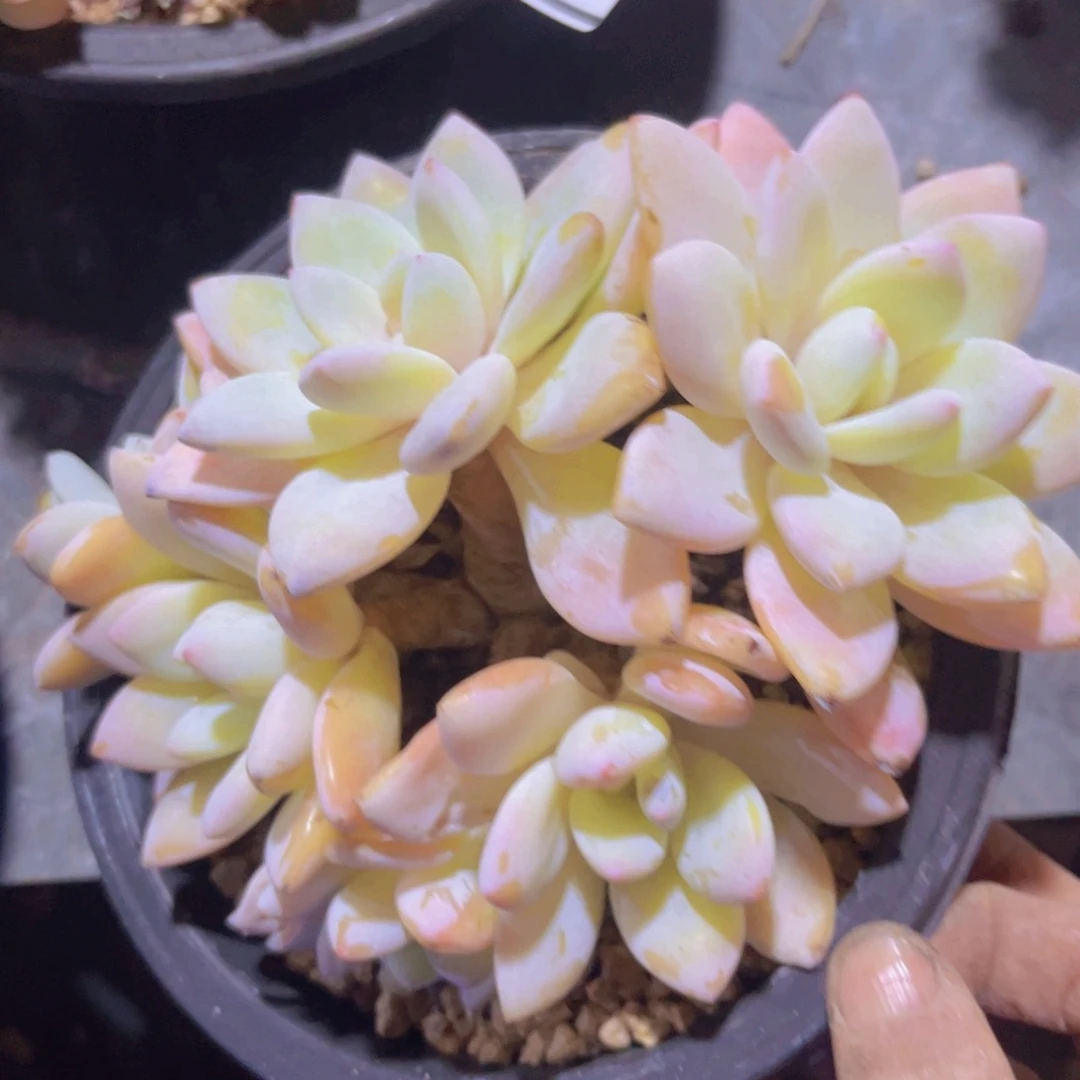 冷香杂29220多肉植物