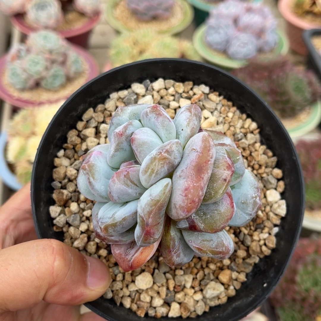 星影石化锦一物一拍