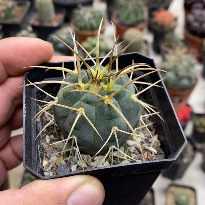 实生光临玉特价福利