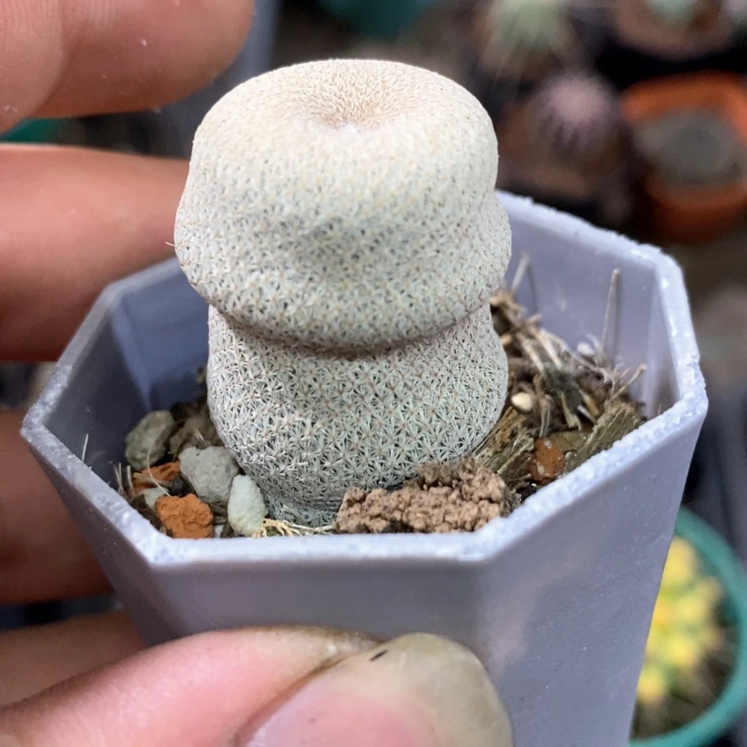 孤品自根纹路感小人帽仙人球2.4cm