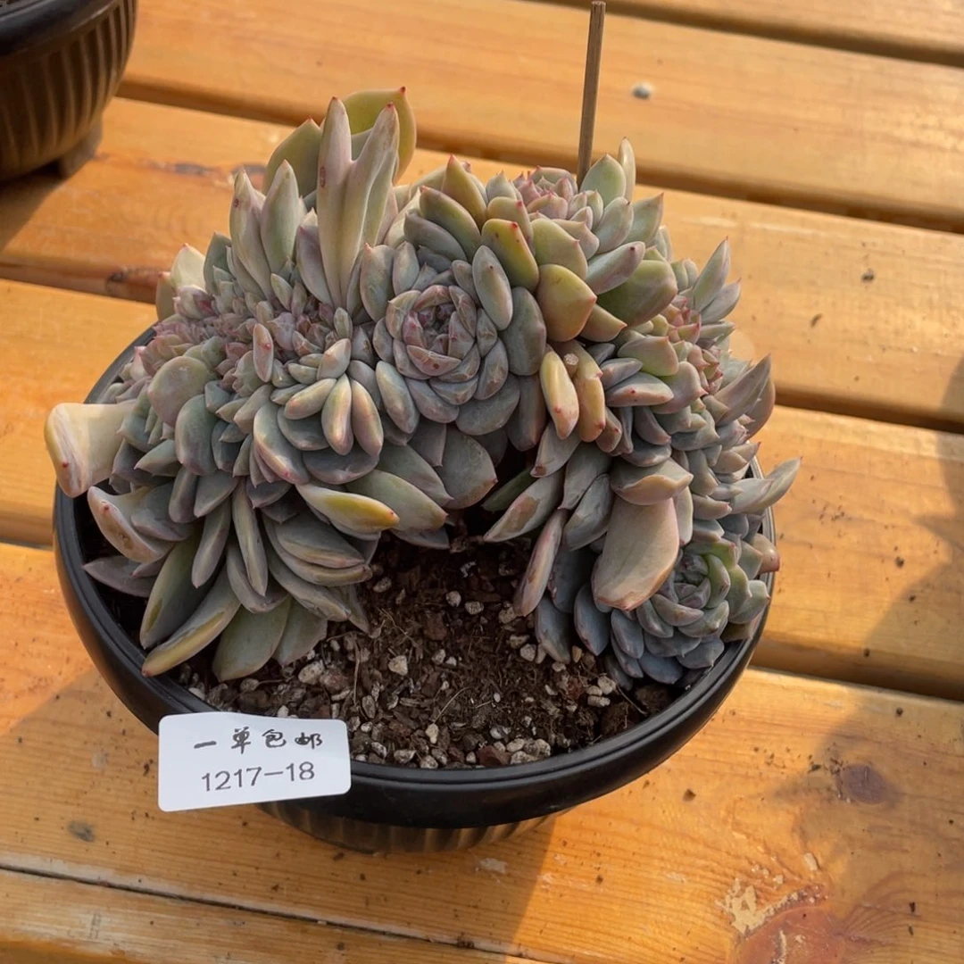 1217-18-冰魄。。。，。。。。。，。。