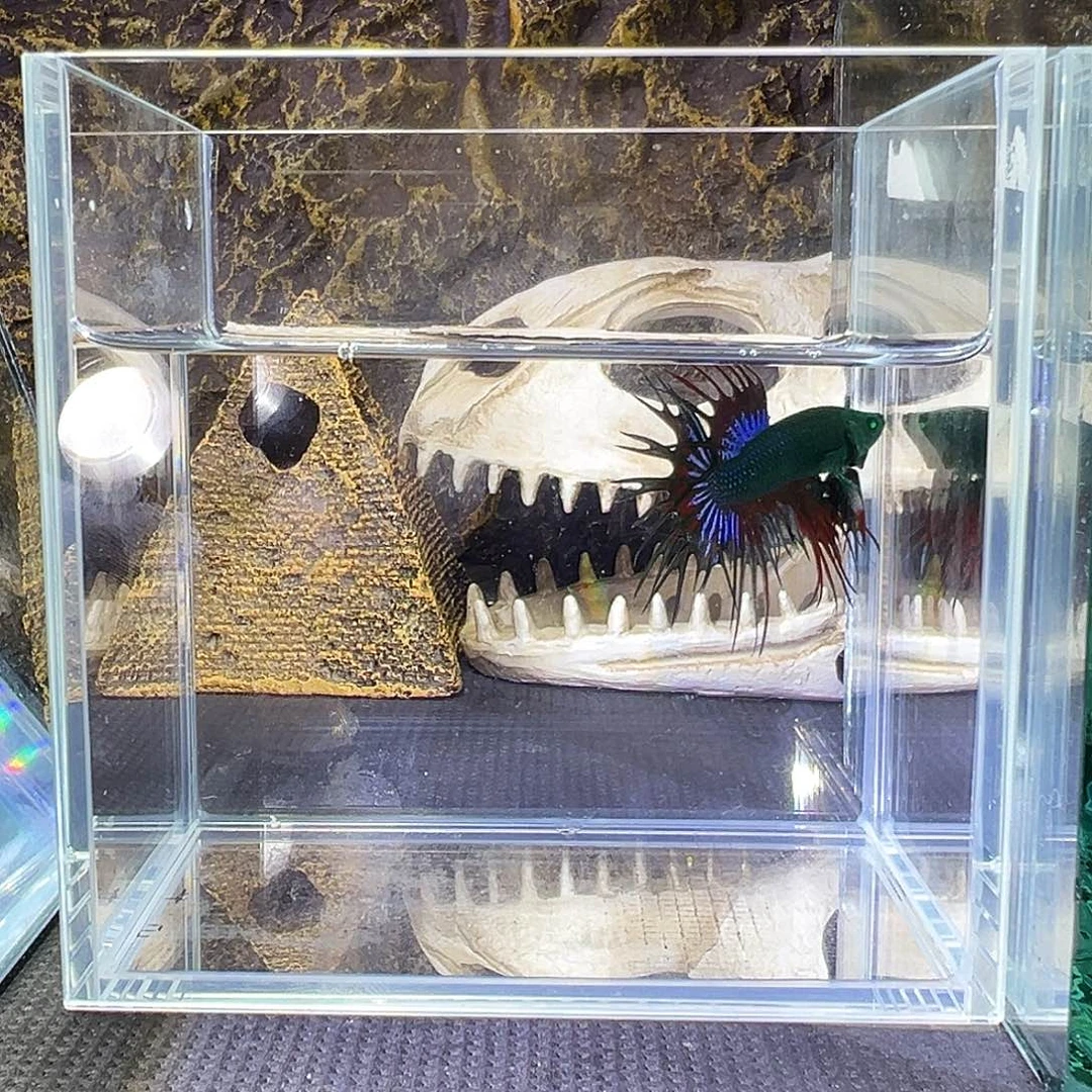 斗鱼精品精品精品精品精品精品精品