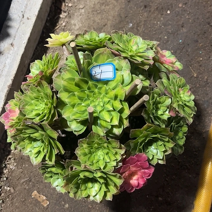 21知否法师多肉植物