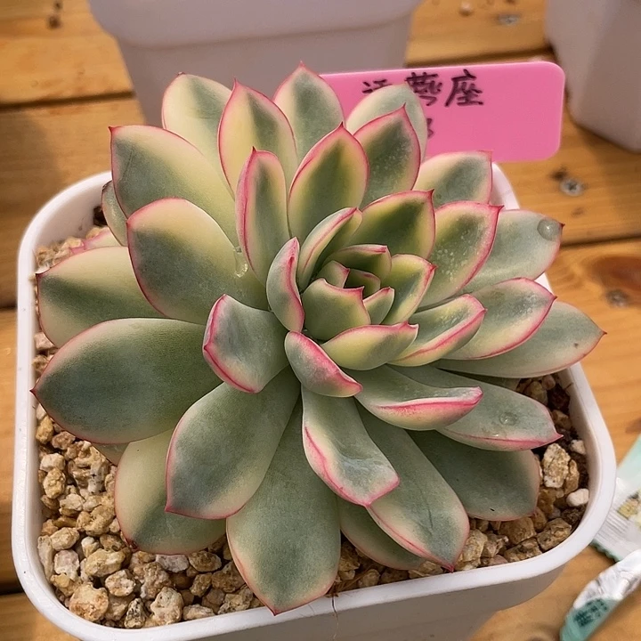 雨燕座锦。一物一拍