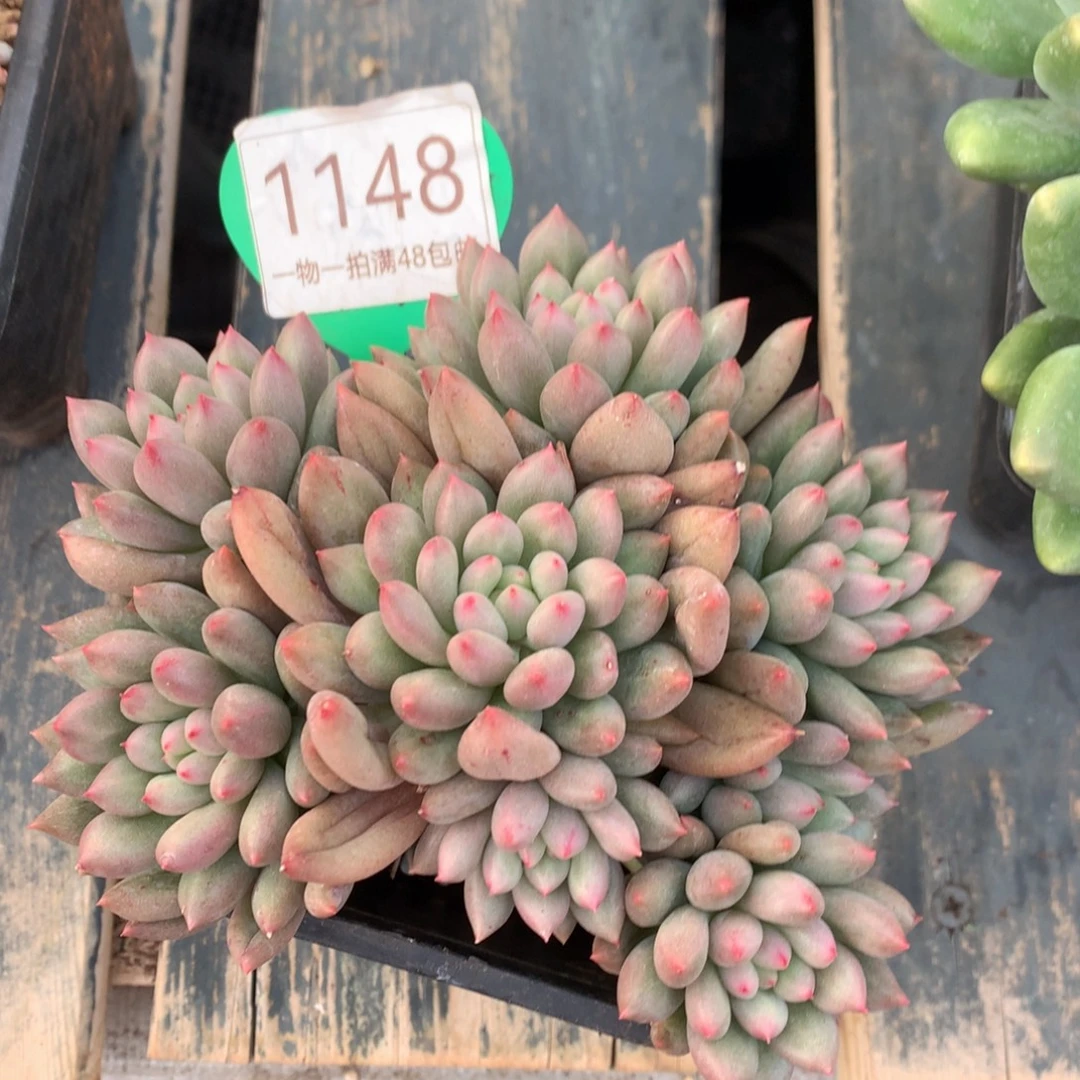 黄体岩字开播福利