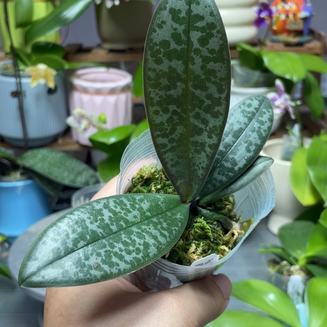 当前无花栽培后可以开花银叶西交金黄史，2.5杯苗1棵