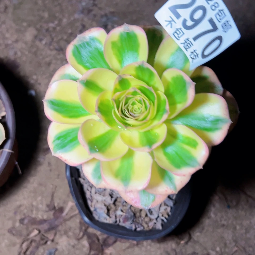 2970燕姿锦多肉植物法师