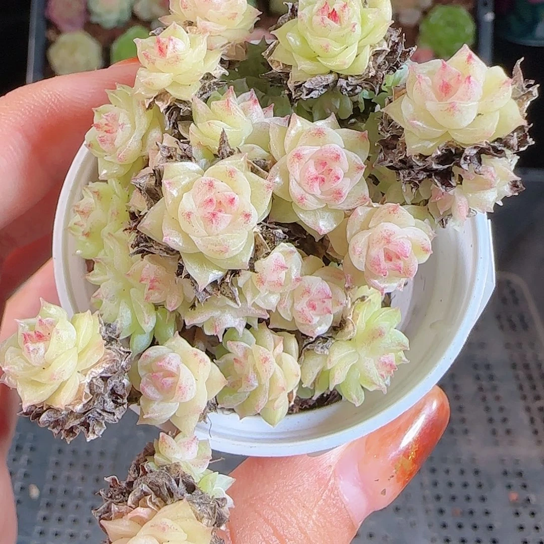 1108-344麦秆优选不包整